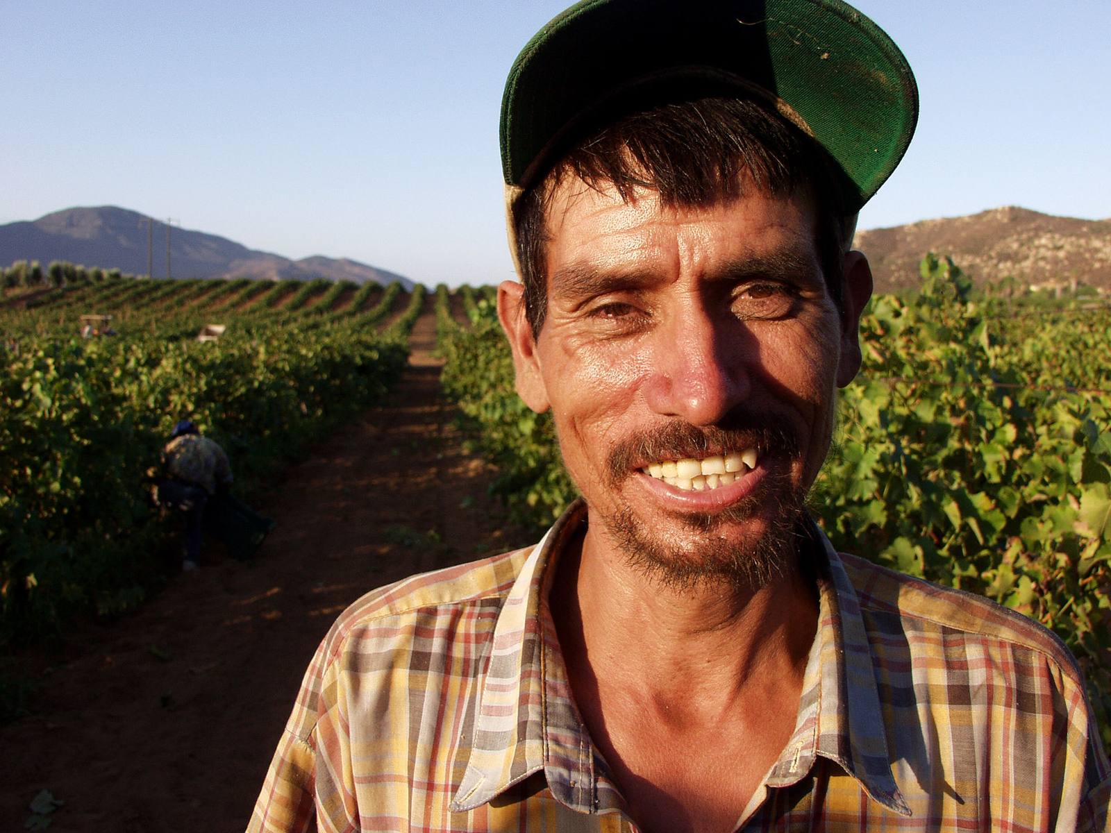 Mãos na colheita de uvas da Adega Serro Alto