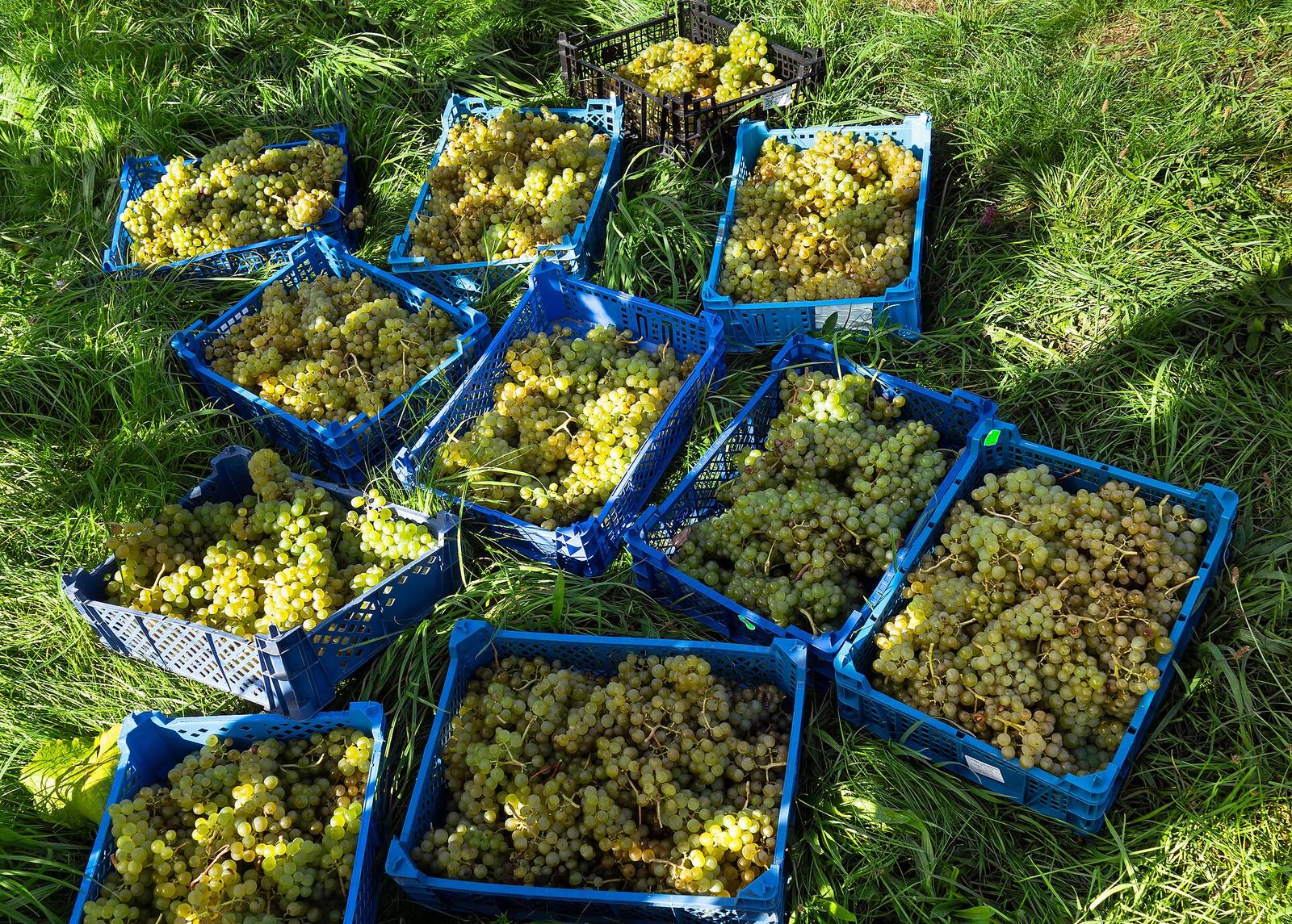 Colheita de uvas para as caixas do clube
